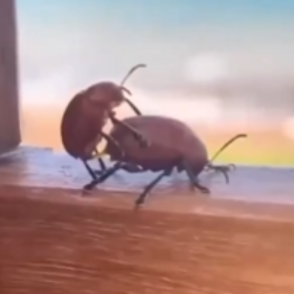 Buggystyle