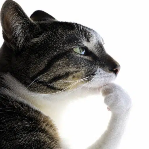 The Thinker logo