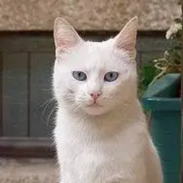 נеко