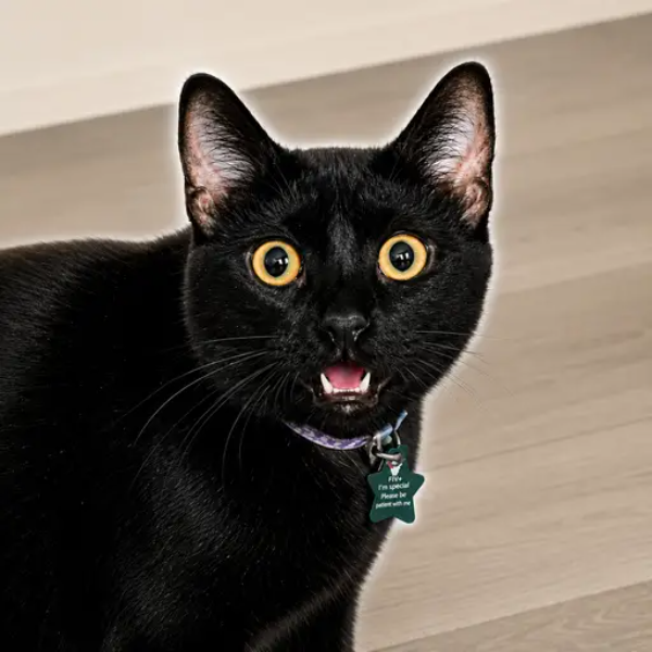 NOVA