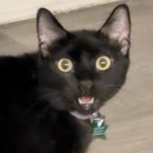 Nova
