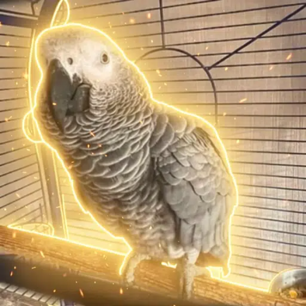The Cage is all i Know logo