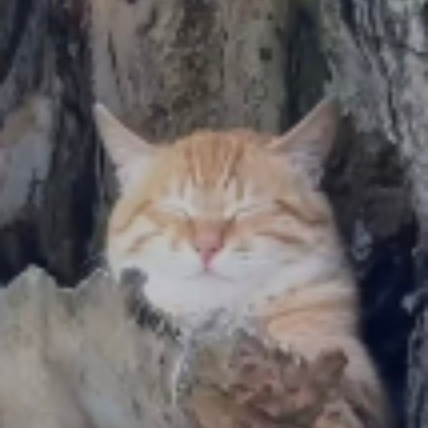 RELAXED