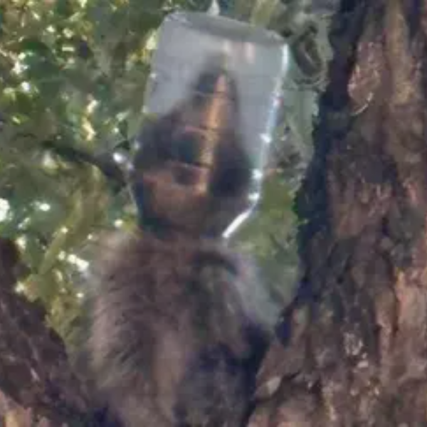 Raccoon Wif Jar logo