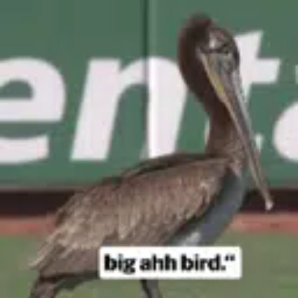 big ahh bird logo