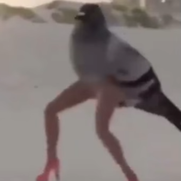 piegon