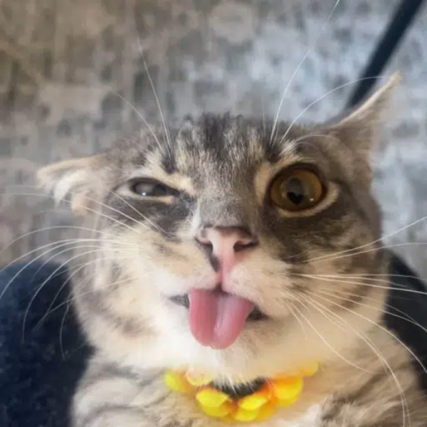 RIGBY