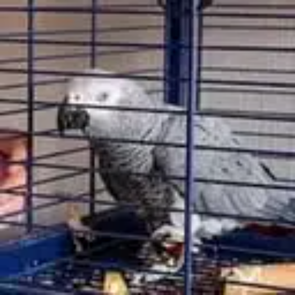 The Odyssean Parrot logo